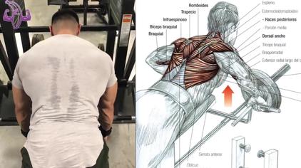 健美背部肌肉图解 西瓜视频