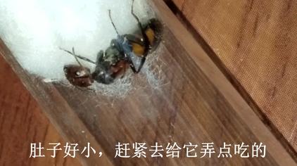 尼科巴弓背蚁怎么养 西瓜视频