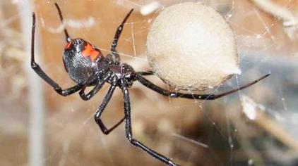蜘蛛卵一般多久孵化 西瓜视频