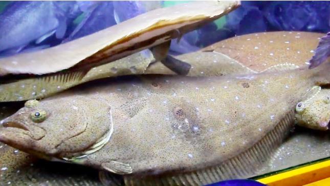 看食神怎么处理亚洲箭齿鲽刺身 看完好想吃 西瓜视频