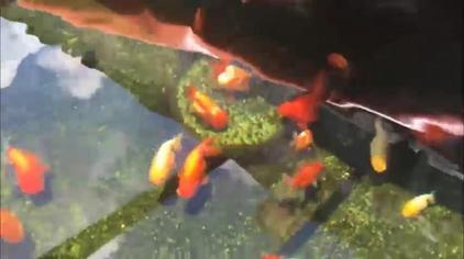 石缸养金鱼视频 西瓜视频