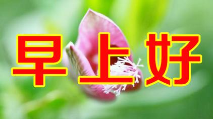 初一十五的早安问候 西瓜视频