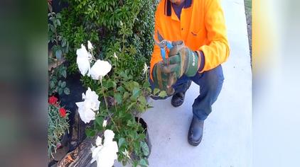 玫瑰花的修剪方法 西瓜视频