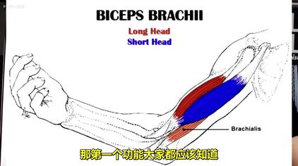 手臂肌肉名称图解 西瓜视频