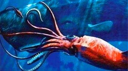 超巨乌贼vs抹香鲸 西瓜视频