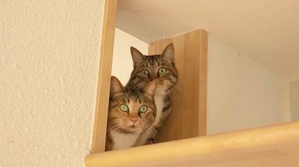 院子改造小猫城堡 西瓜视频