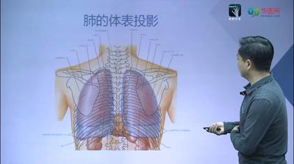 肺根部解剖学视频 西瓜视频