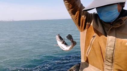 近海船钓黑头鱼技巧 西瓜视频