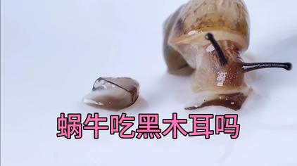 小蜗牛喜欢吃什么 西瓜视频