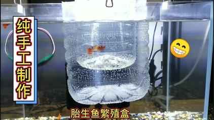 自制小鱼孵化盒 西瓜视频