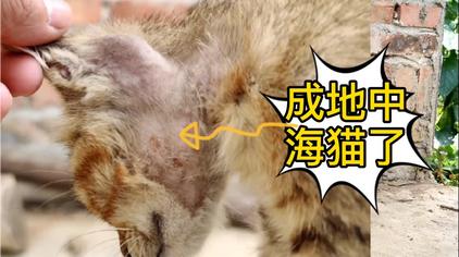 猫眉毛上方有点秃 西瓜视频