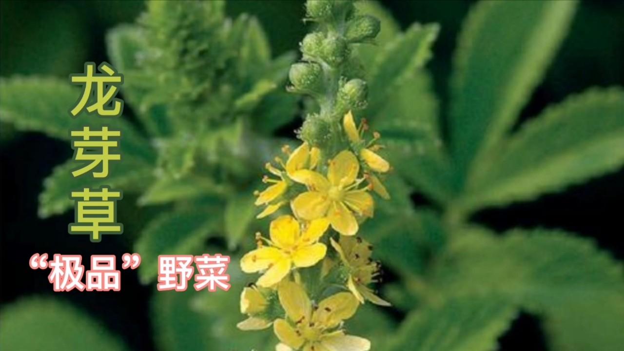 极品 野菜龙芽草 名字霸气用途厉害 你的家乡有没有 西瓜视频