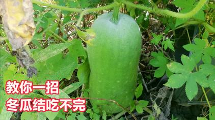 冬瓜一株可以结几个果 西瓜视频