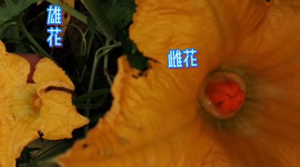 南瓜的花怎么分辨公母 西瓜视频