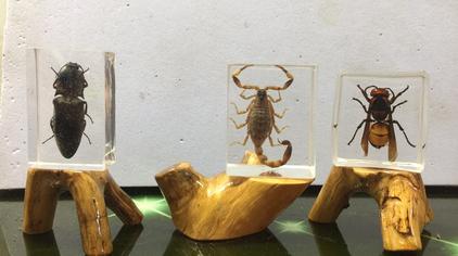 最简单的昆虫标本 西瓜视频