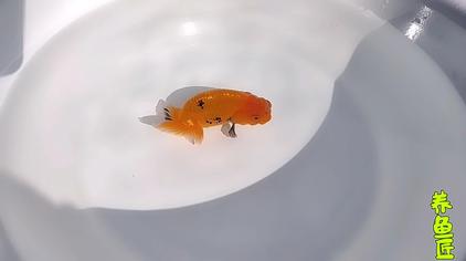 金鱼尾巴和鱼鳍变黑 西瓜视频