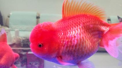 金鱼几年可以产卵 西瓜视频