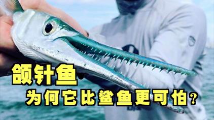 嘴巴尖而且长的鱼 西瓜视频