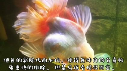 金鱼尾巴和鱼鳍变黑 西瓜视频