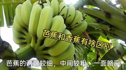 香蕉花和芭蕉花的区别 西瓜视频