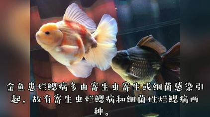 金鱼鳃盖烂了一个洞 西瓜视频