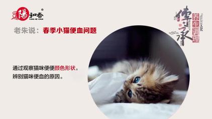 母猫屁股为什么会出血 西瓜视频