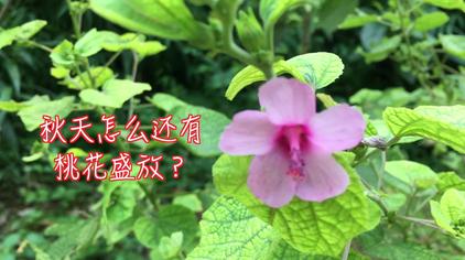 白地桃花有什么药用 西瓜视频