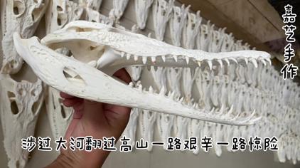 制作动物骨架标本 西瓜视频