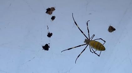 黄色的小蜘蛛有毒吗 西瓜视频