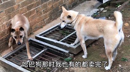 白眉毛的土狗 西瓜视频