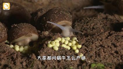蜗牛孵化过程 西瓜视频 蜗牛孵化过程 西瓜视频