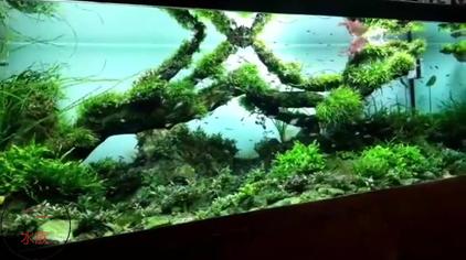 沉底水草 西瓜视频