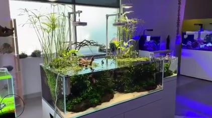 Ada水草造景 西瓜视频